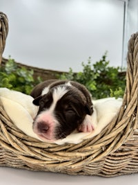 a black and white puppy sleeping in a wicker basket