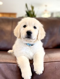 a golden retriever puppy sitting on a brown couch