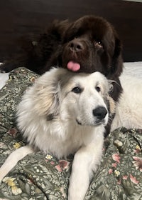 two dogs laying on a bed with their tongues out
