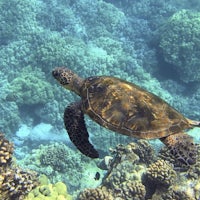 a sea turtle swimming in the ocean near coral reefs