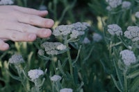 a child's hand reaching into a field of flowers