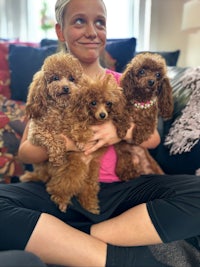 a girl holding three brown poodles on a couch