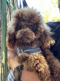 a brown poodle is being held by a person