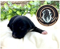 a black puppy laying on a blanket with a badge on it