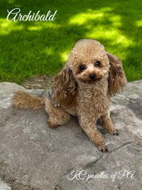 a small poodle sitting on a rock in the grass