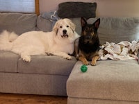 two dogs sitting on a couch with a ball