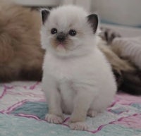 a small white kitten sitting on a bed