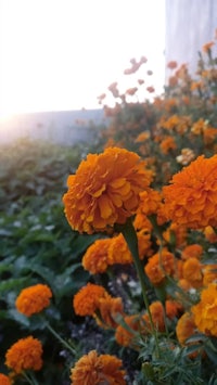 orange flowers are growing in a field near a building