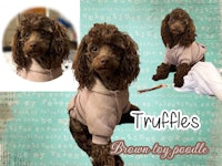 truffies brown toy poodle