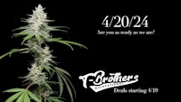 42024 - the brothers cannabis seeds