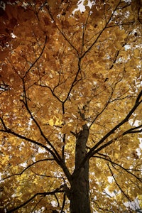 an image of a tree with yellow leaves