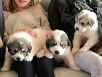 a group of puppies sitting on a couch