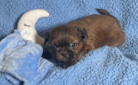 a brown puppy laying on a blue blanket with a toy