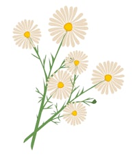 dandelion flowers on a white background