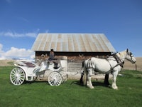 a white horse pulling a carriage