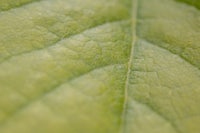 a close up image of a green leaf