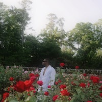 a man standing in a field of roses