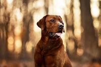 a brown dog is sitting in the woods