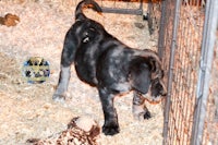 a black dog playing with a stuffed animal in a cage