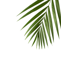a green palm leaf on a black background