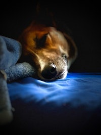 a brown dog sleeping on a blue blanket