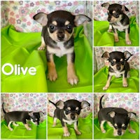 olive, an adoptable chihuahua in san antonio, texas