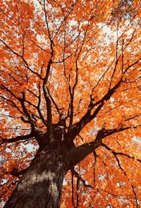 the top of a tree with orange leaves