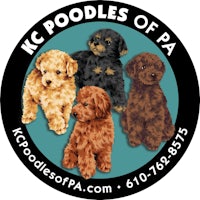 MINI TOY ANE TEACUP POODLE - Pet Breeders - New York, New York - Request  Information - Phone Number - Yelp