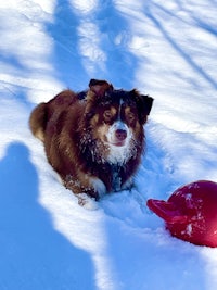 a brown and white dog laying in the snow with a red frisbee