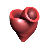 a 3d model of a human heart