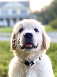 a golden retriever puppy in front of a house