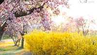 a yellow flowering tree in a park