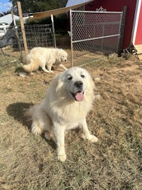 two white dogs standing in the grass next to a fence