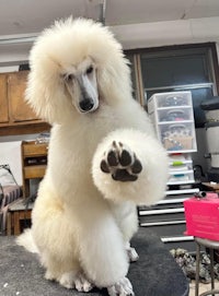 a white poodle sitting on top of a table