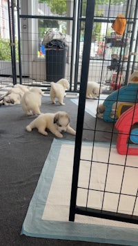 a group of puppies playing in a cage