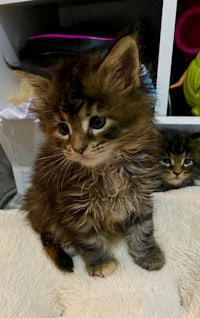 two kittens sitting on top of a blanket
