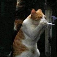 a cat is smoking a cigarette next to another cat