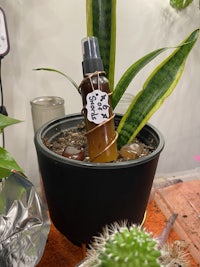 a plant in a pot with a bottle on it