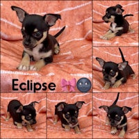 chihuahua puppies for sale in san antonio, texas