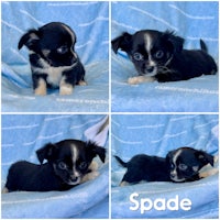 four pictures of a black and white chihuahua puppy