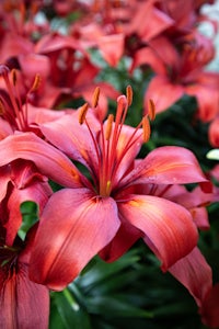 a close up of a bunch of red lilies