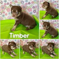 chihuahua puppies for sale in san diego, california
