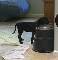 a black dog drinking from a water bowl
