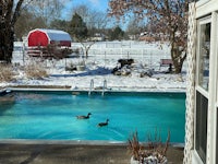 two ducks swimming in a pool near a red barn