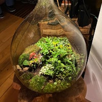 a glass terrarium filled with moss and plants