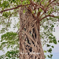 the trunk of a banyan tree is covered in vines