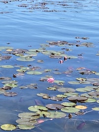 water lilies floating in the water