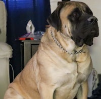 a large dog sitting on a couch in a living room