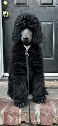 a black poodle sitting on a leash in front of a door
