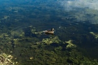 a duck swimming in a pond with green algae